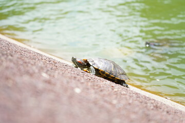 turtle on the rock