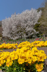 山桜とバンジー