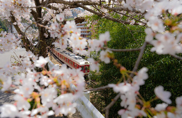 有馬温泉駅　桜