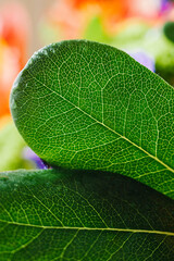 green leaf of a plant with beautiful veins, macro plants, vertically, selective focus