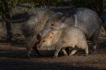 2022-04-26 A BABY JAVELINA WITH ITS MOTHER WALKING INTO THE SUNLIGHT NEAR TUCSON ARIZONA