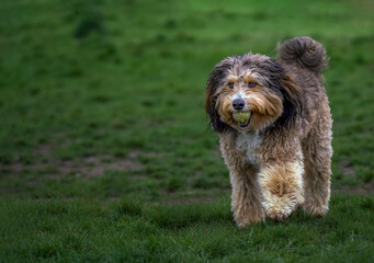 Naklejka na ściany i meble 2022-04-27 A BEAUTIFUL SHAGGY MIX BREED DOG WITH NICE EYES AND A BALL IN ITS MOUTH AT THE OFF LEASH DOG AREA AT THE MARYMOOR PARK IN REDMOND WASHINGTON