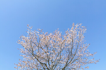 満開の桜を下から見上げる	