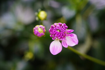 Obraz premium close up of a purple flower