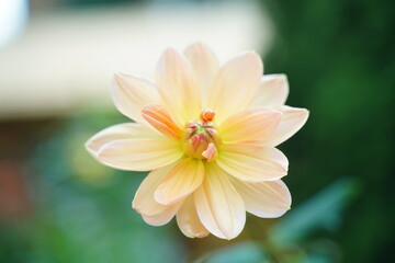 Fototapeta na wymiar close up of yellow chrysanthemum flower