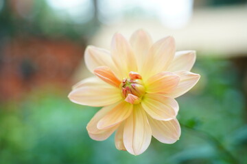 close up of yellow chrysanthemum flower