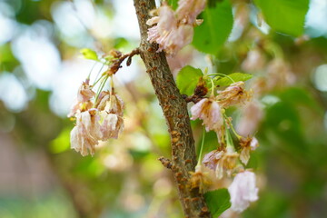 close up of Cherry blossoms
