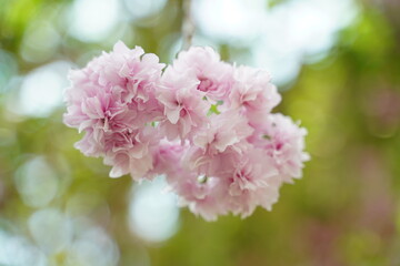 close up of Cherry blossoms