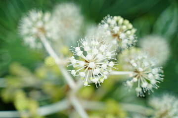 white flower of a dandelion