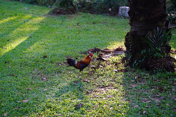 rooster on the grass