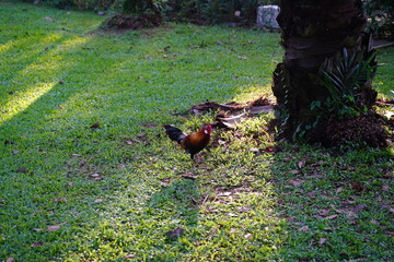 Red Junglefowl | rooster on the grass
