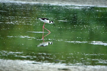 Black-necked stilt (Himantopus mexicanus) wading in a shallow pond near the beach in Ayampe, Ecuador