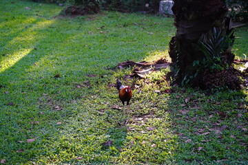 Red Junglefowl | Gallus gallus |  红原鸡 | rooster on the grass