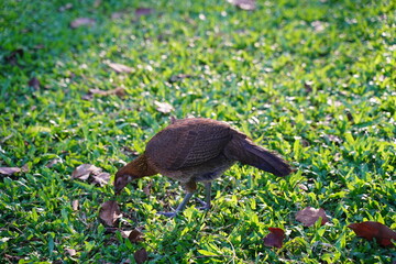 hen on the grass