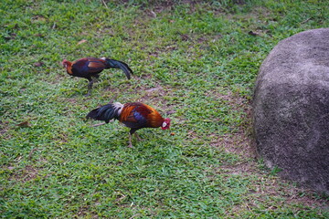 Red Junglefowl | Gallus gallus |  红原鸡 | rooster on the grass