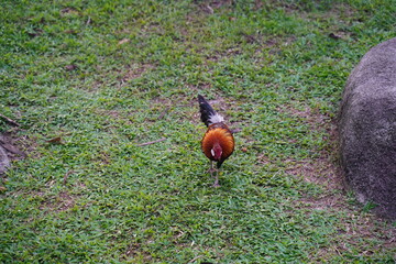 rooster on the grass