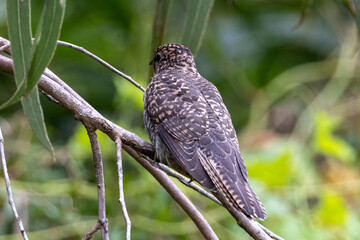 Brush Cuckoo in Queensland Australia