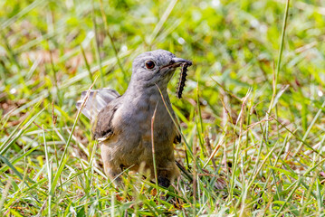Brush Cuckoo in Queensland Australia