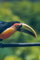 Tucano de Bico Verde / green beaked toucan