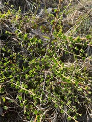長野県上高地の日本固有種カラマツ