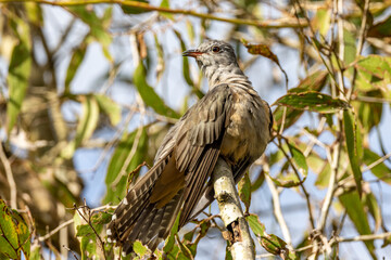 Brush Cuckoo in Queensland Australia