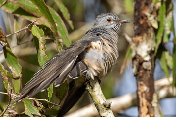 Brush Cuckoo in Queensland Australia