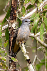 Brush Cuckoo in Queensland Australia