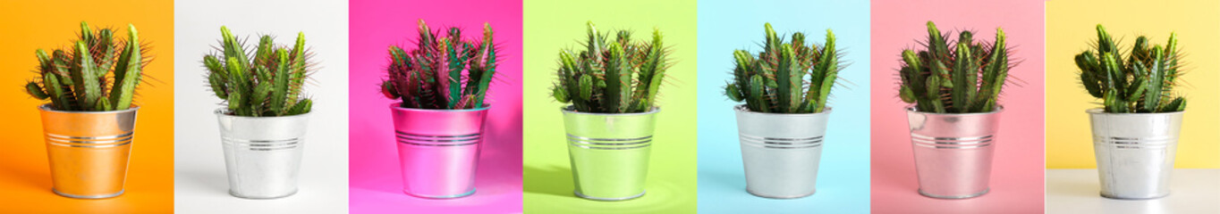 Pots with green cacti on colorful background © Pixel-Shot