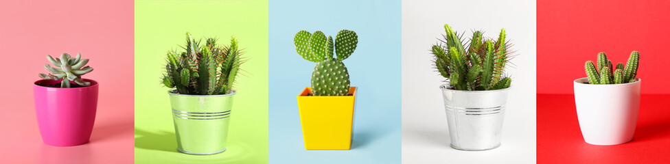 Pots de cactus verts et succulents sur fond coloré