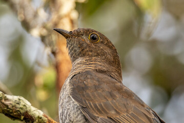 Brush Cuckoo in Queensland Australia