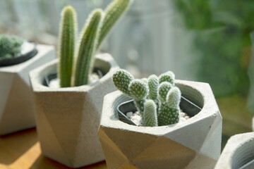 Dwarf cactus in a pot in a coffee shop