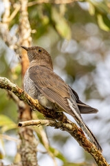 Brush Cuckoo in Queensland Australia