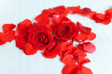 two red roses with rose petals in white background