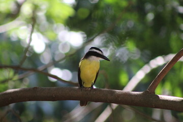 Fototapeta premium bem-te-vi