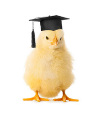 Funny little chick in graduation hat isolated on white - obrazy, fototapety, plakaty