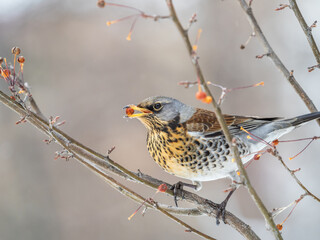 Fieldfare sitting on the bush and feeding on wild red apples in winter or early spring time.
