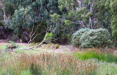 australian bushland and wetland landscape
