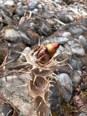 長野県上高地の山菜のタラノキ