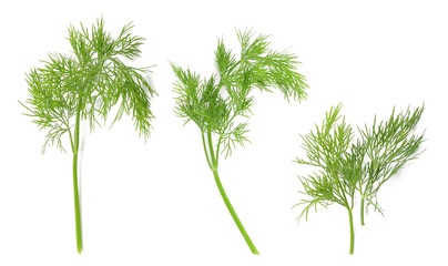 Fresh aromatic dill on white background