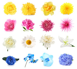 Set of different beautiful flowers isolated on white