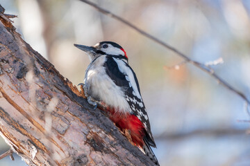 Little woodpecker sits on a tree trunk. The great spotted woodpecker, Dendrocopos major