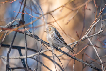 Common redpoll female, cute bird with bright red patch on its forehead sits on tree branch without leaves in sunny spring day.