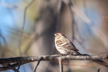 Common redpoll female, cute bird with bright red patch on its forehead sits on tree branch without leaves in sunny spring day.