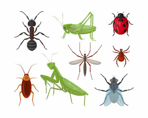 Insects. A large set with insects such as an ant, a grasshopper, a ladybug and a mosquito, a cockroach tick and also a mantis and a fly. Collection of insects, vector