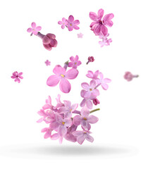 Fototapeta na wymiar Many beautiful flying lilac flowers isolated on white