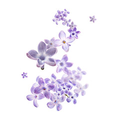 Fototapeta na wymiar Many beautiful flying lilac flowers isolated on white