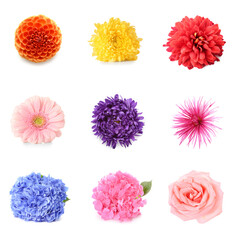 Set of different beautiful flowers isolated on white, top view