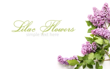 Poster Beautiful lilac flowers on white background with space for text, top view © Pixel-Shot