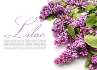Beautiful bouquet of lilac flowers on white background with space for text