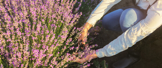 Female farmer cutting lavender flowers in field. Banner for design
